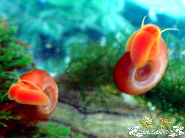 [原创]爱意浓浓