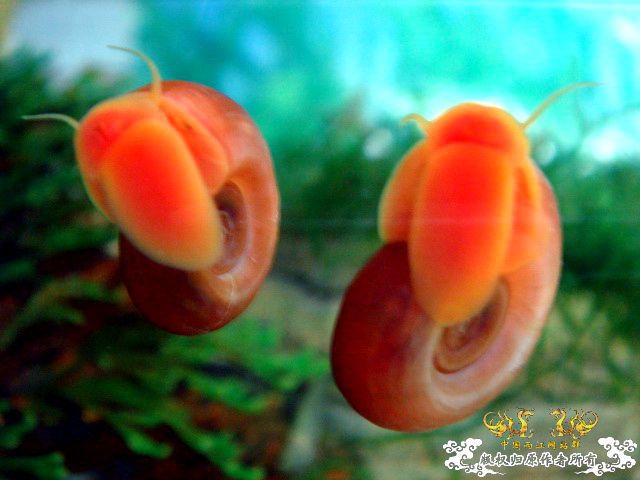 [原创]爱意浓浓