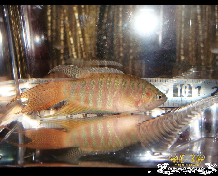 哇哈哈~今日获赠两尾“壮叉”（4月11日补图1楼和14楼）