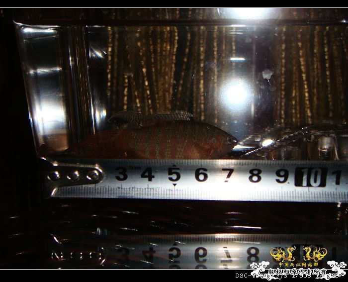 哇哈哈~今日获赠两尾“壮叉”（4月11日补图1楼和14楼）