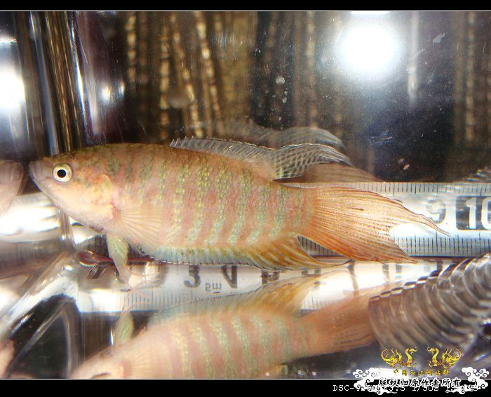 哇哈哈~今日获赠两尾“壮叉”（4月11日补图1楼和14楼）