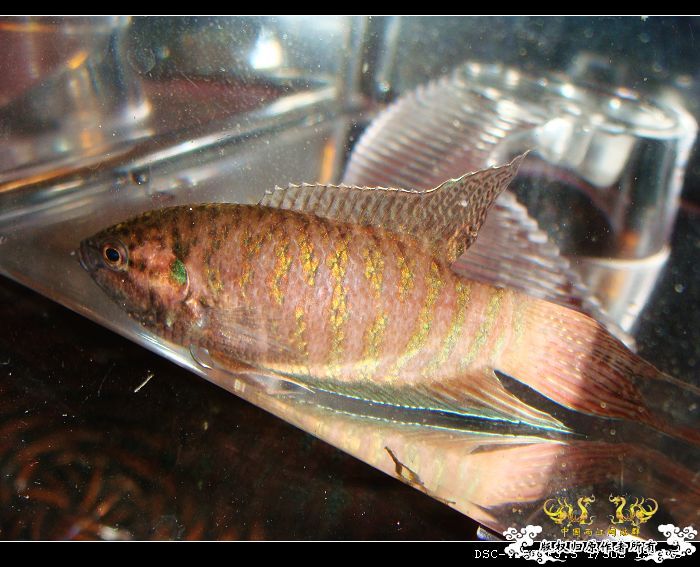 哇哈哈~今日获赠两尾“壮叉”（4月11日补图1楼和14楼）