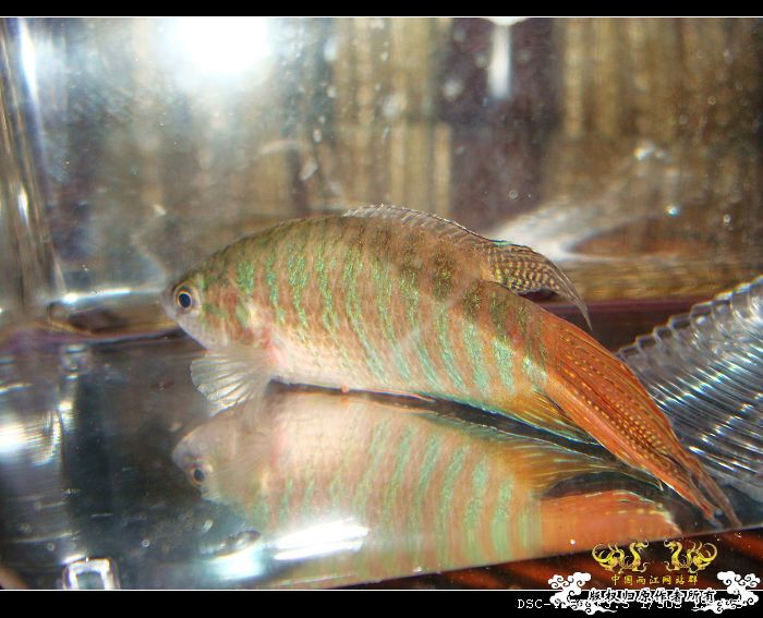 哇哈哈~今日获赠两尾“壮叉”（4月11日补图1楼和14楼）