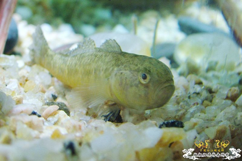 大家帮我认认 这是什么虾虎