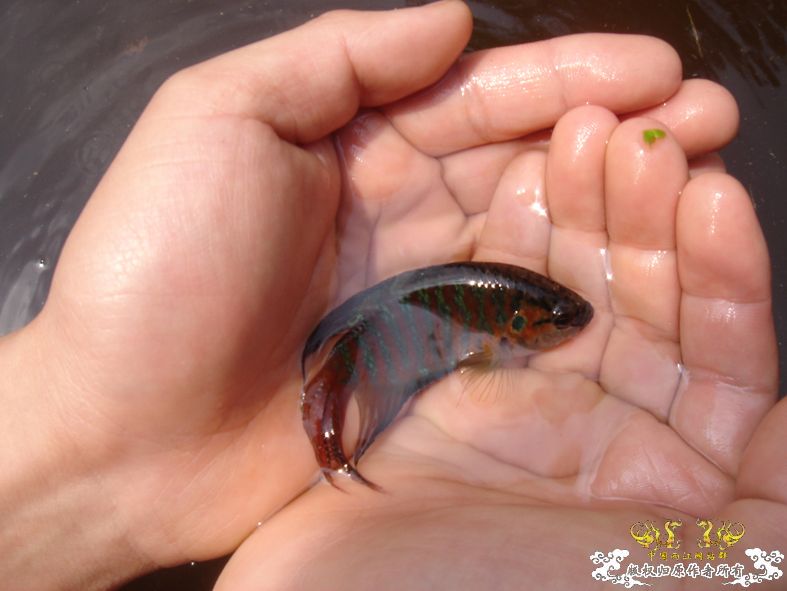 放叉。。。60多条。。。