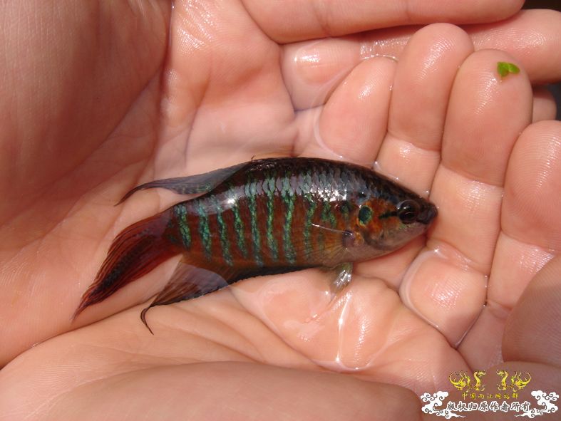 放叉。。。60多条。。。