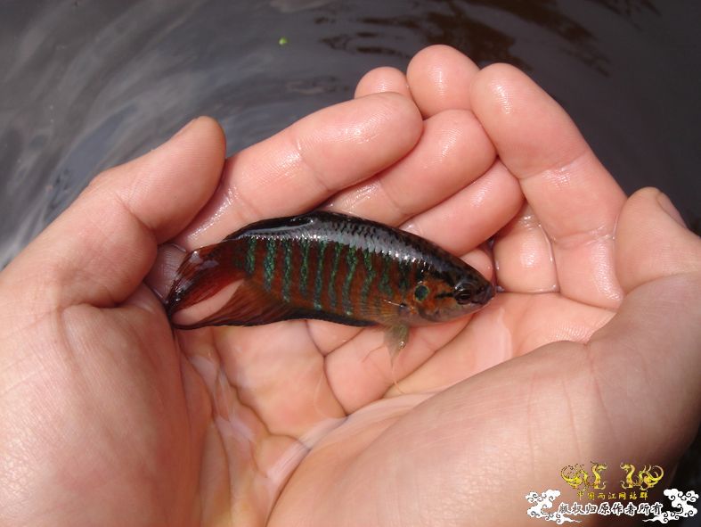 放叉。。。60多条。。。