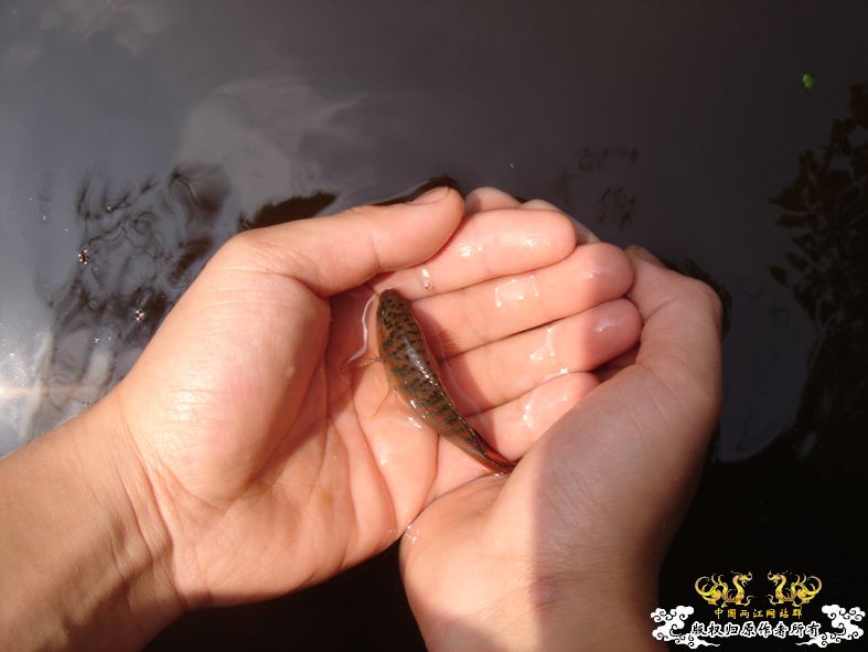 放叉。。。60多条。。。