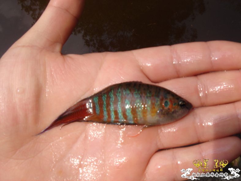 放叉。。。60多条。。。