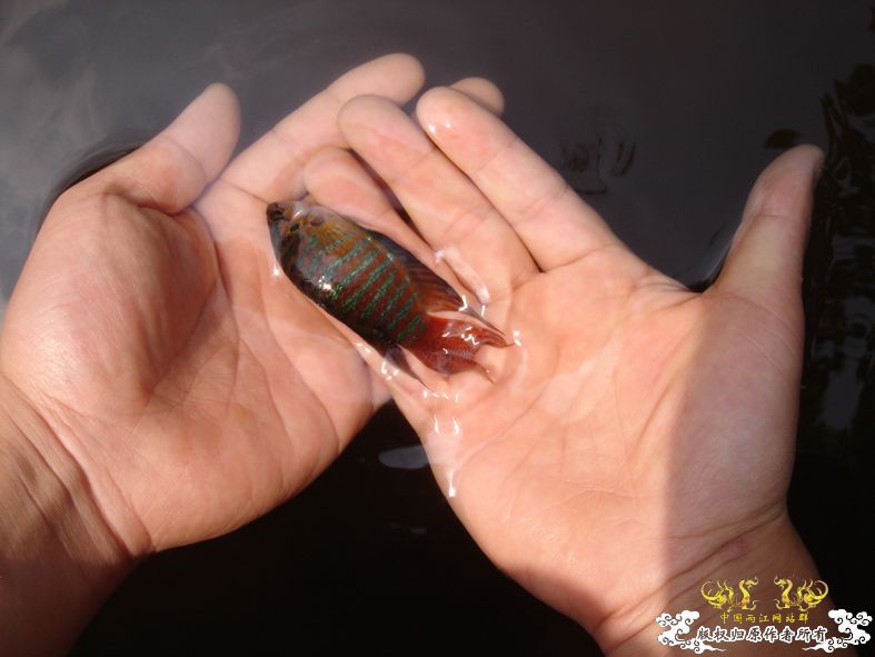 放叉。。。60多条。。。