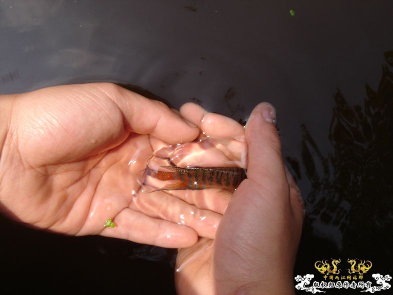 放叉。。。60多条。。。