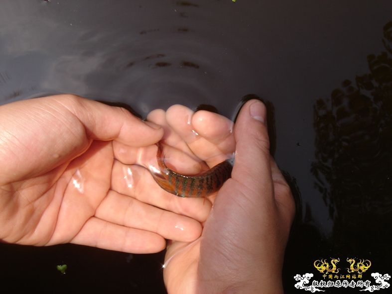 放叉。。。60多条。。。