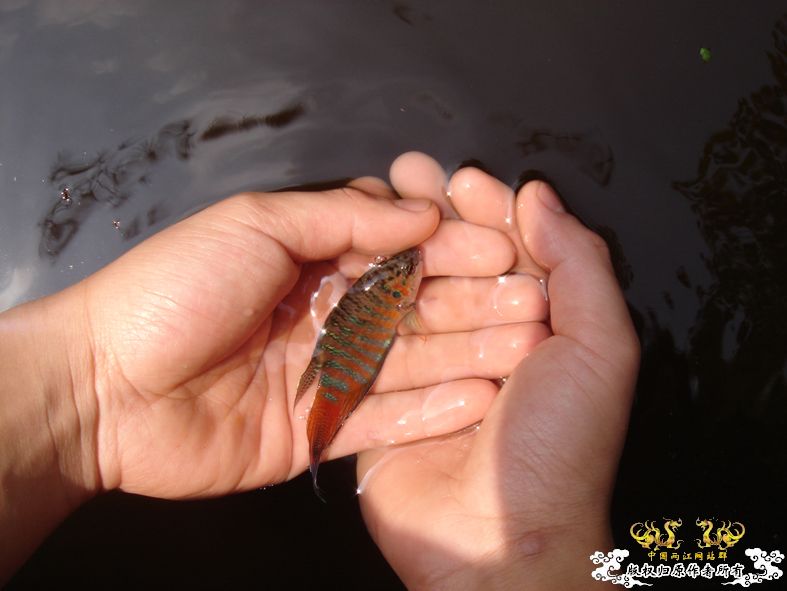 放叉。。。60多条。。。