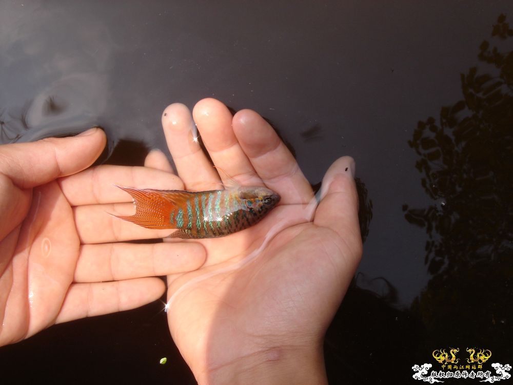 放叉。。。60多条。。。