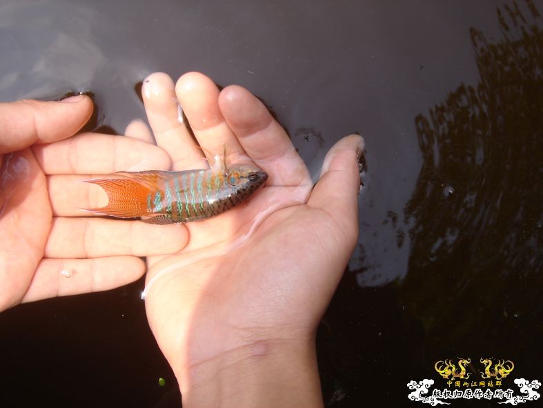 放叉。。。60多条。。。