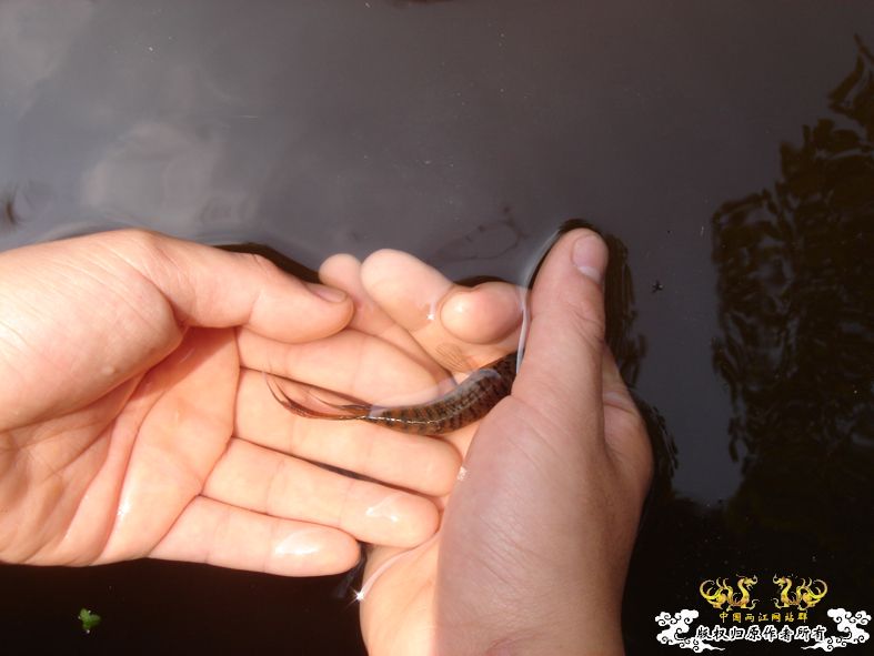 放叉。。。60多条。。。