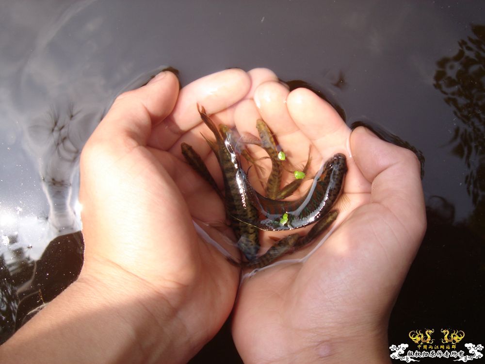 放叉。。。60多条。。。