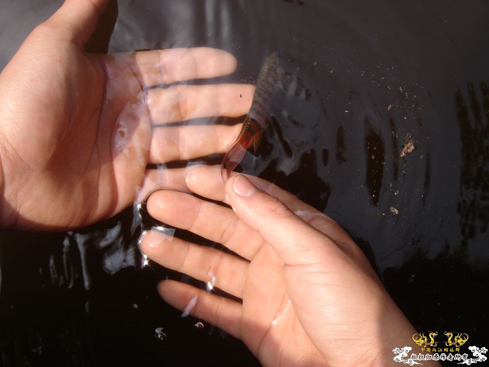 放叉。。。60多条。。。