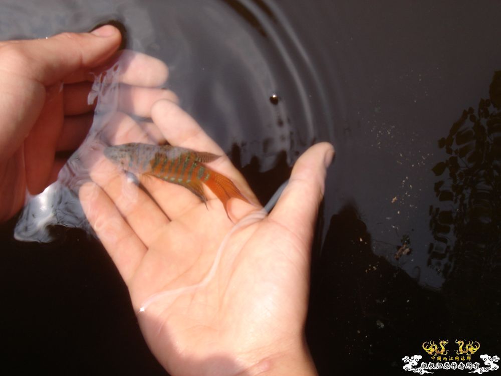 放叉。。。60多条。。。