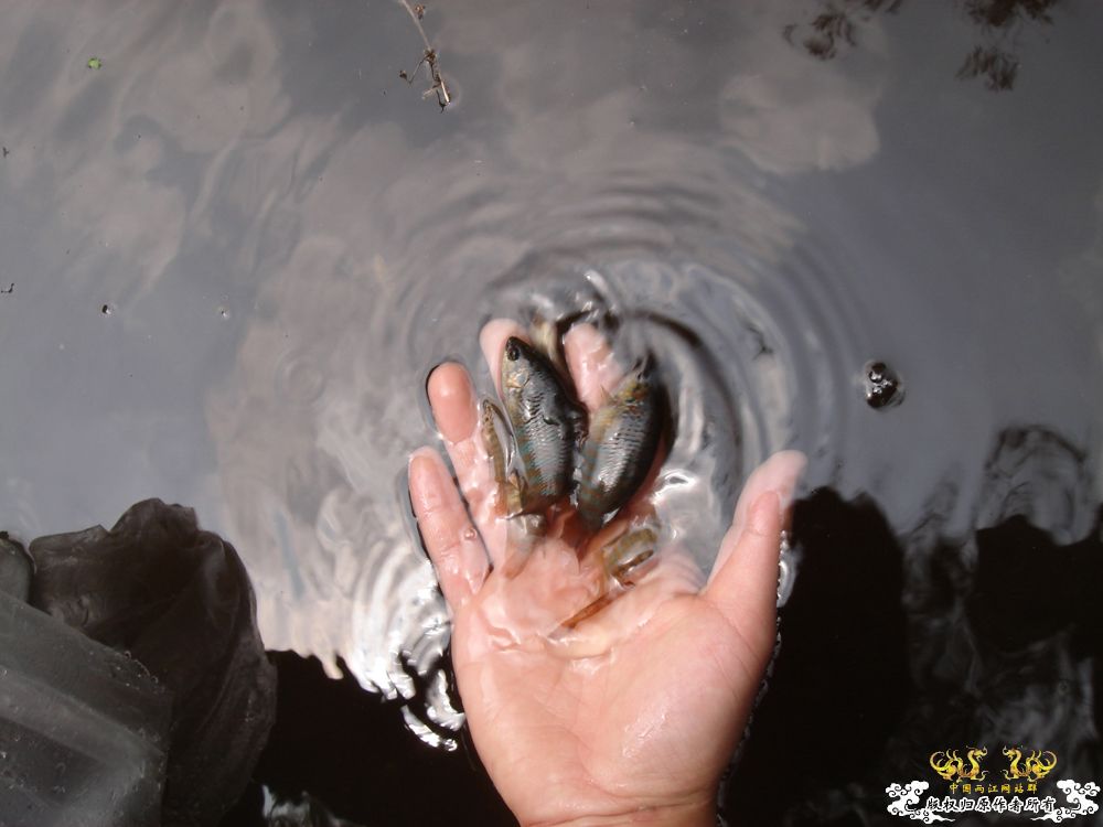 放叉。。。60多条。。。