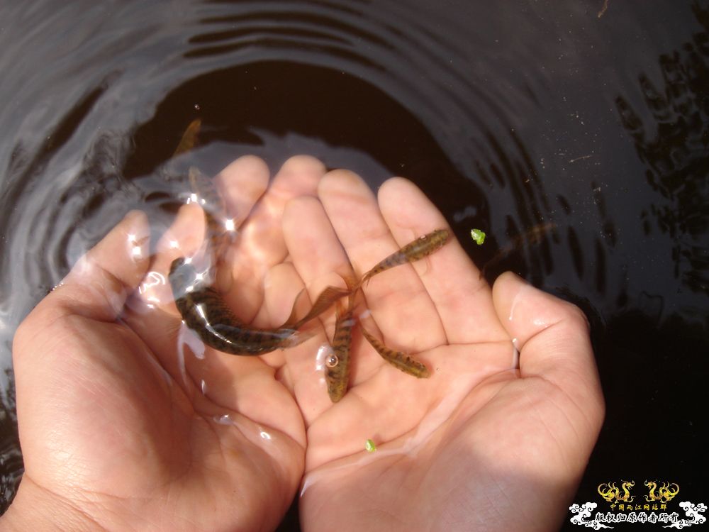 放叉。。。60多条。。。