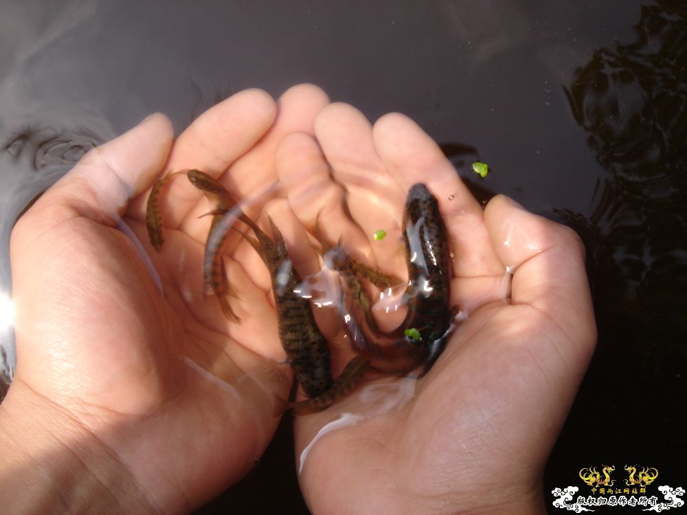 放叉。。。60多条。。。