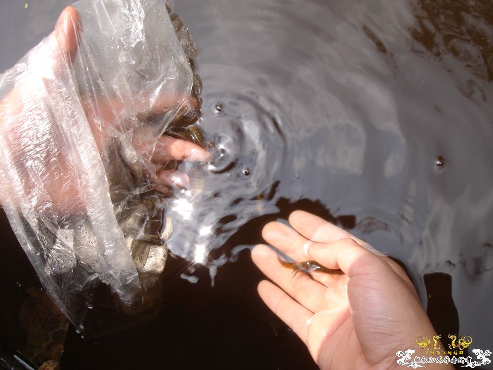 放叉。。。60多条。。。