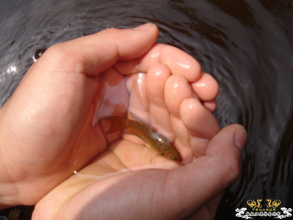 放叉。。。60多条。。。