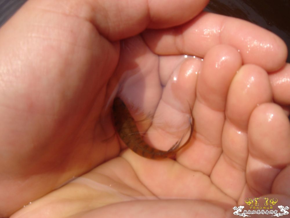 放叉。。。60多条。。。