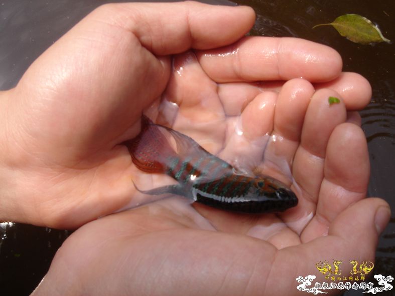 放叉。。。60多条。。。