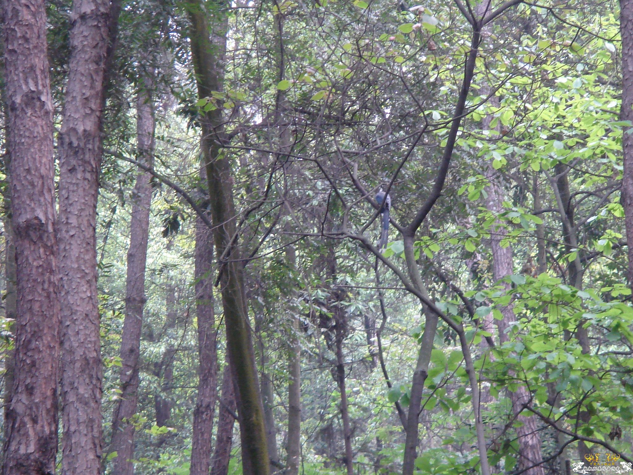 放叉。。。60多条。。。