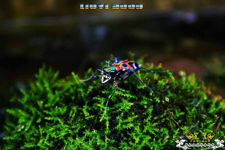 镭射力量--中华虎甲