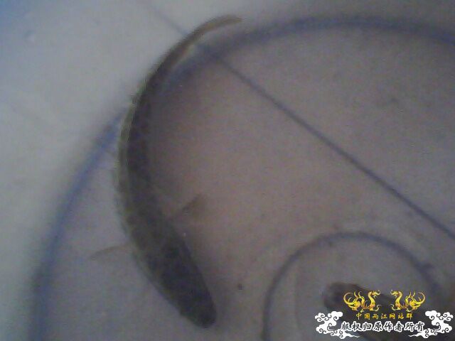 这些鱼可以跟斗混养么？