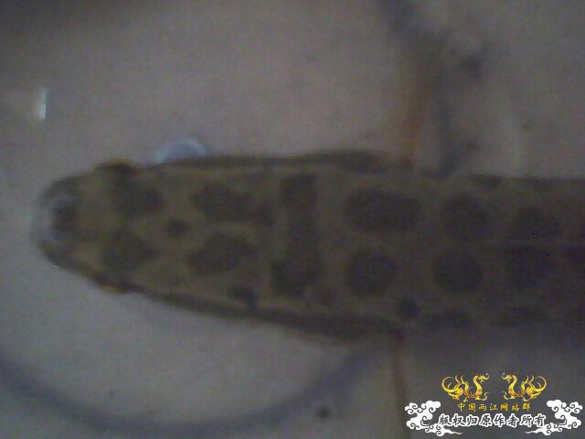 这些鱼可以跟斗混养么？