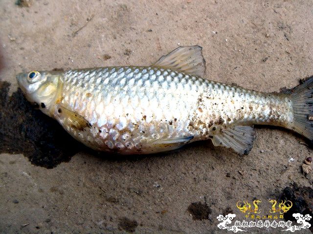 [原创]盛宴 第二季