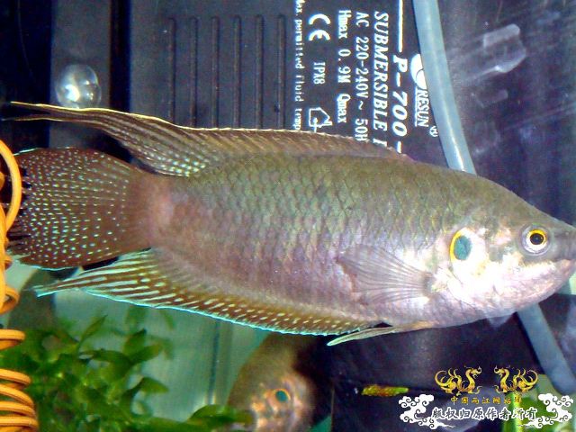 [原创]斗鱼毕竟是斗鱼！