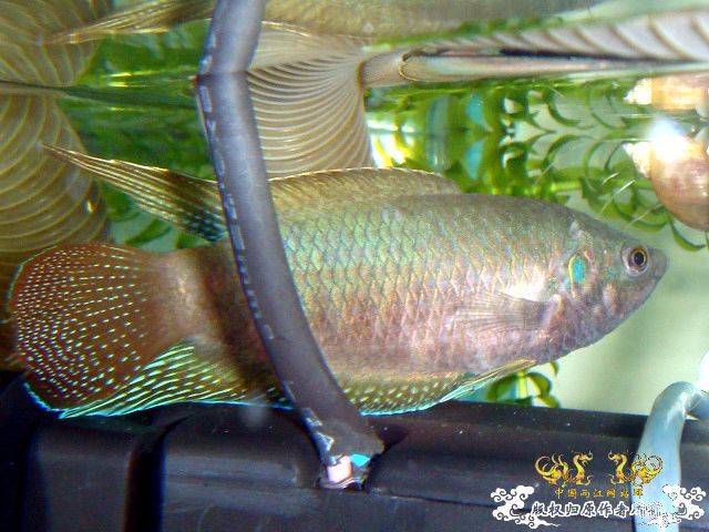 [原创]斗鱼毕竟是斗鱼！