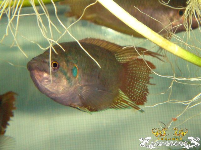 [原创]斗鱼毕竟是斗鱼！