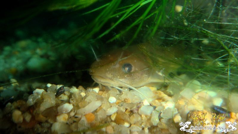 小小猫——拟鲿？