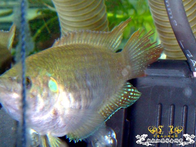 [原创]斗鱼毕竟是斗鱼！