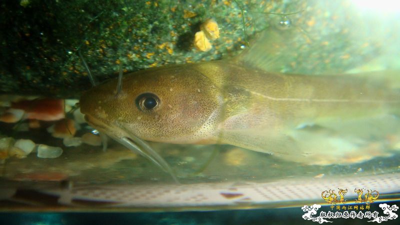 小小猫——拟鲿？