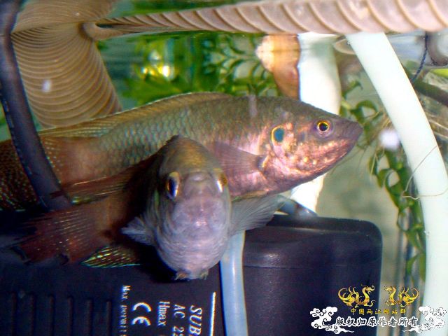 [原创]斗鱼毕竟是斗鱼！