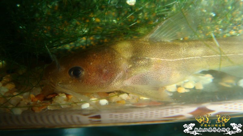 小小猫——拟鲿？