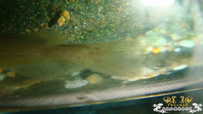 小小猫——拟鲿？