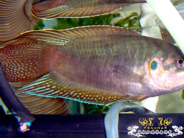 [原创]斗鱼毕竟是斗鱼！