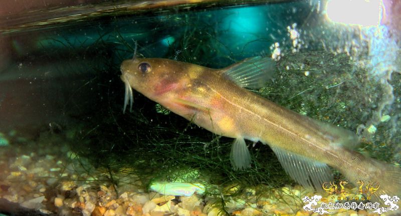 小小猫——拟鲿？