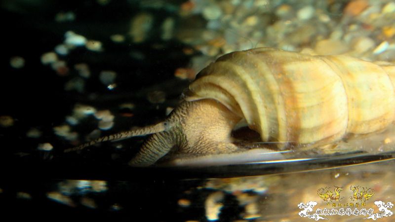 小小猫——拟鲿？