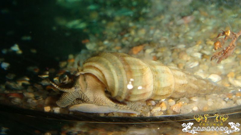 小小猫——拟鲿？