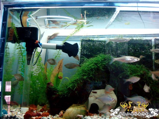 [原创]斗鱼毕竟是斗鱼！