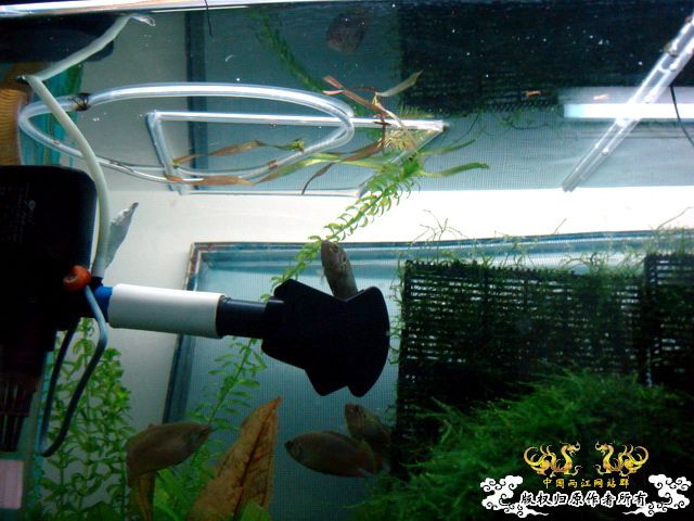 [原创]斗鱼毕竟是斗鱼！